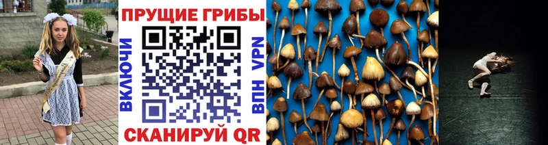 Псилоцибиновые грибы мицелий  хочу наркоту  Новокубанск 